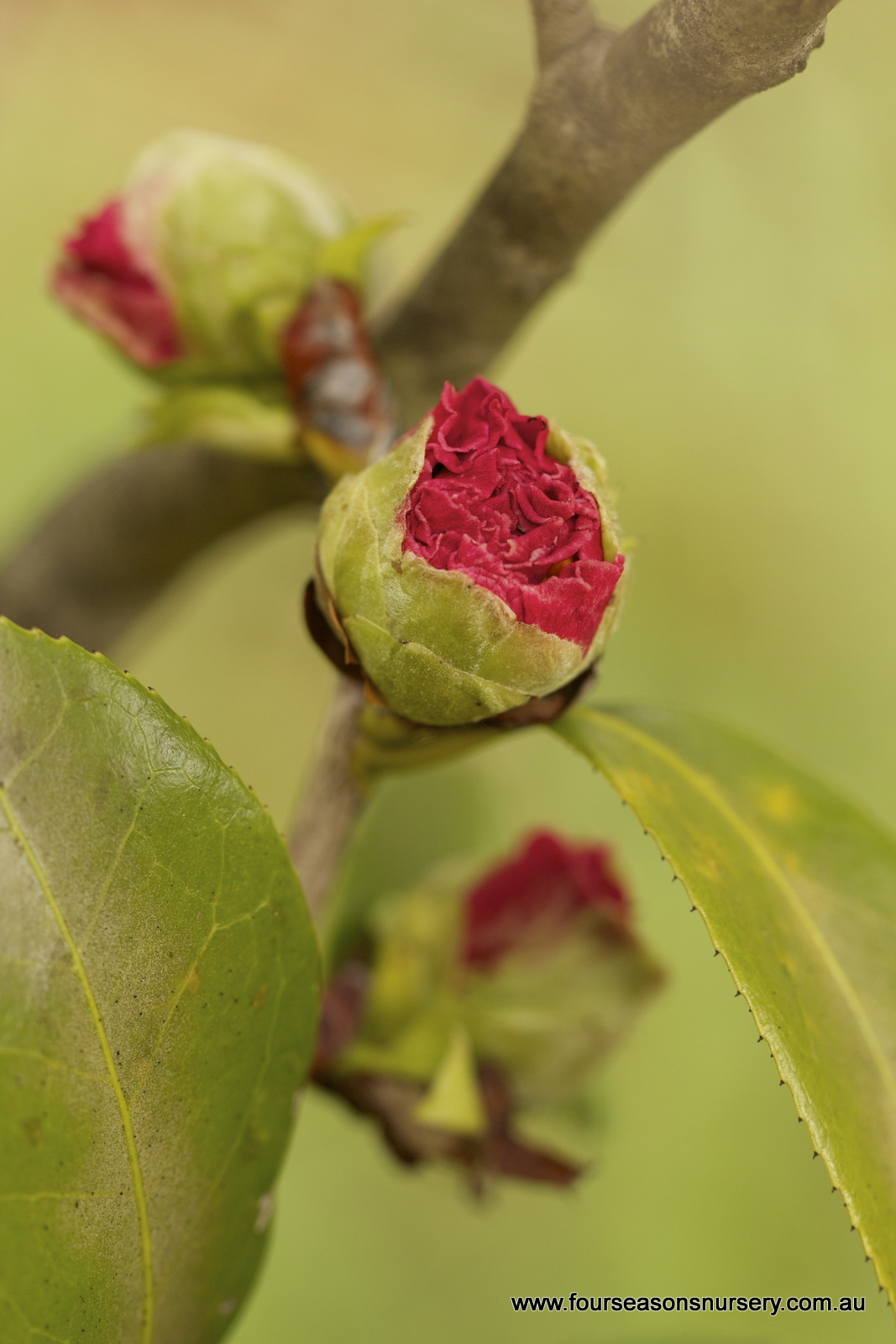Four Seasons Nursery Keep Camellias Blooming A Guide To Preventing