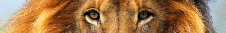 Lion's gaze
