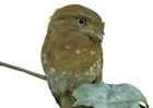 Periyar Birds Sanctuary