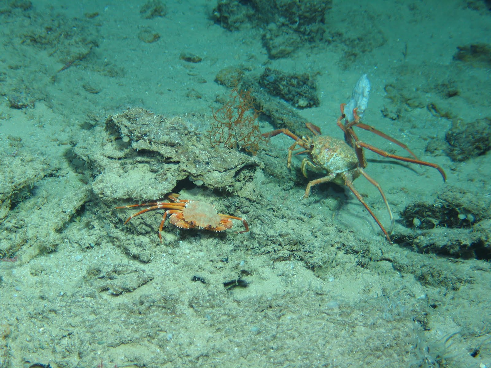what type of organisms perform chemosynthesis what type of organisms perform chemosynthesis