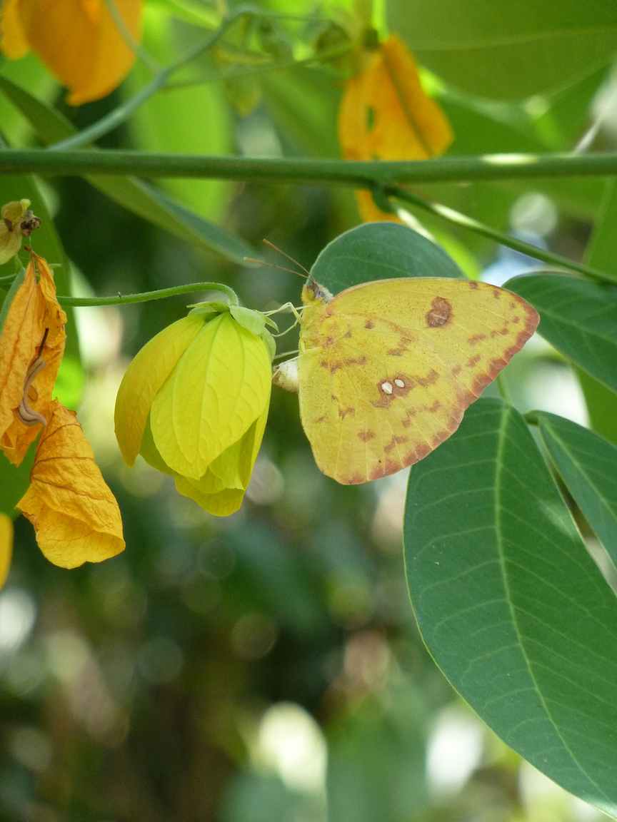 Archie's Garden Autumn's Sulphur Butterflies
