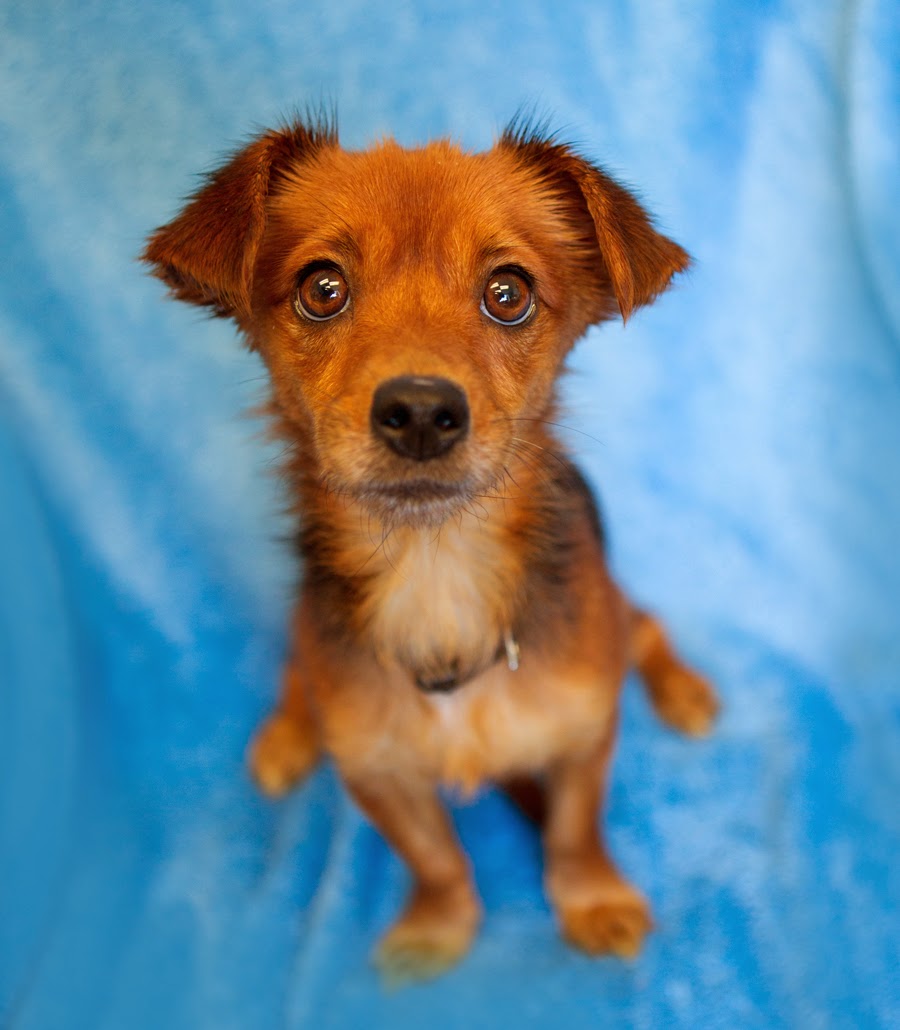 Shelter Dogs of Portland "MISSISSIPPI" adorable little Doxie mix