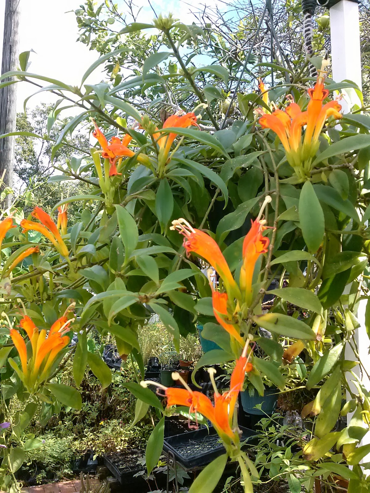 HeyPlantMan! Exotic Tropical Plants from St. Pete FL