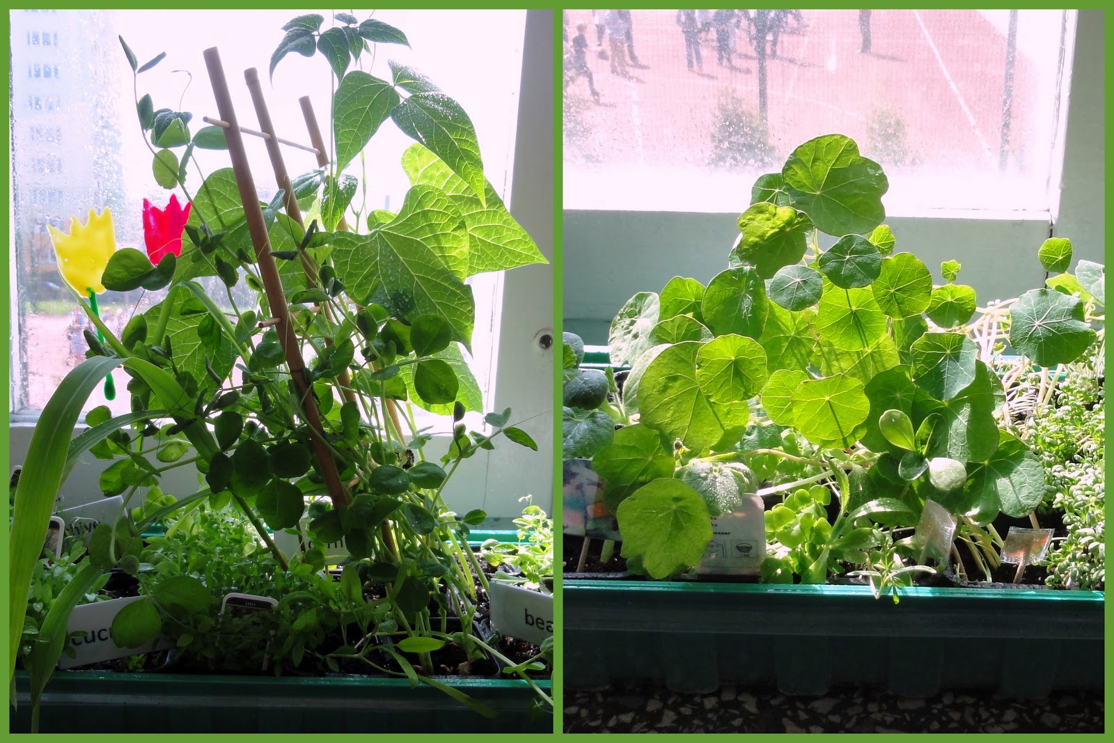 indoor garden songs indoor gardening songs about indoor garden songs indoor gardening songs about