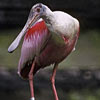 bird picture