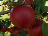 La mela McIntosh, tanto cara a Steve Jobs