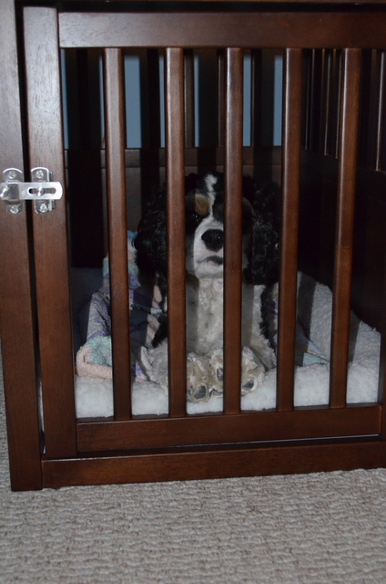 Calm Taylor in Taylor in Crown Pet Crate Table Calm Taylor in Taylor in Crown Pet Crate Table
