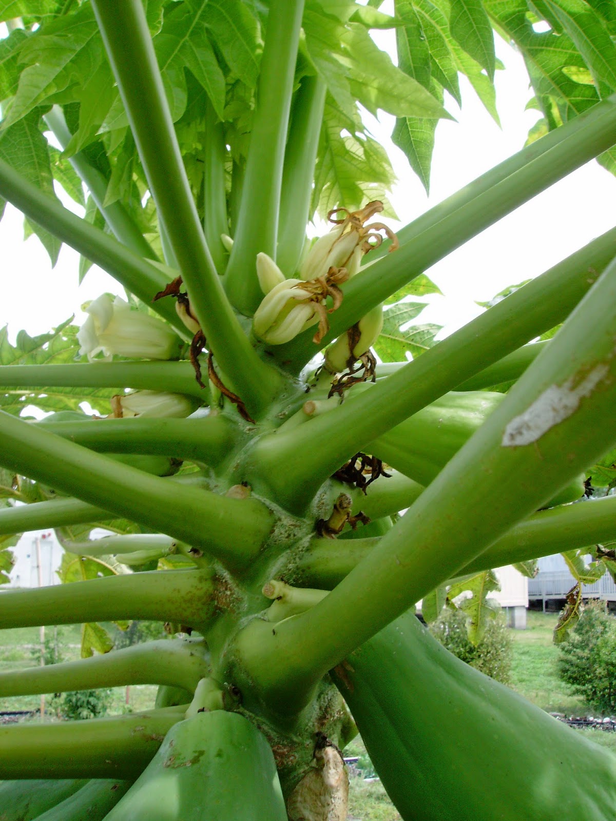 The Lakewood Edible Peace Patch Garden Edible Peace Patch Featured