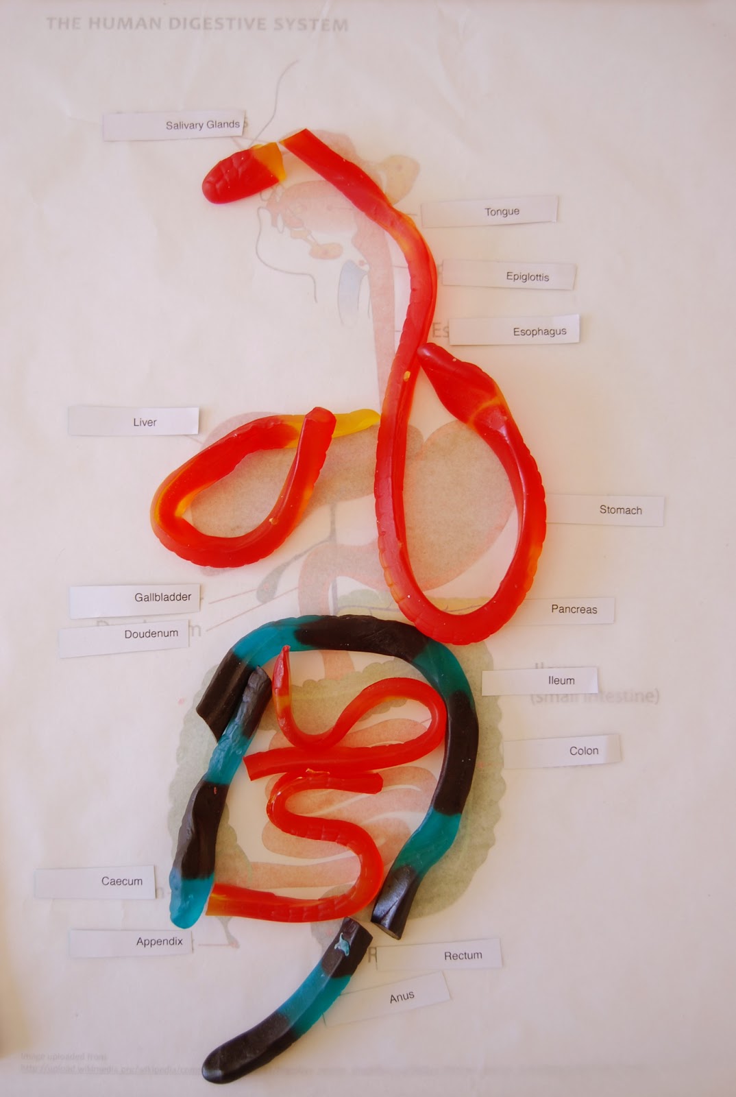 Ol Mother Hubbard Science Fun 5.Digestive System.