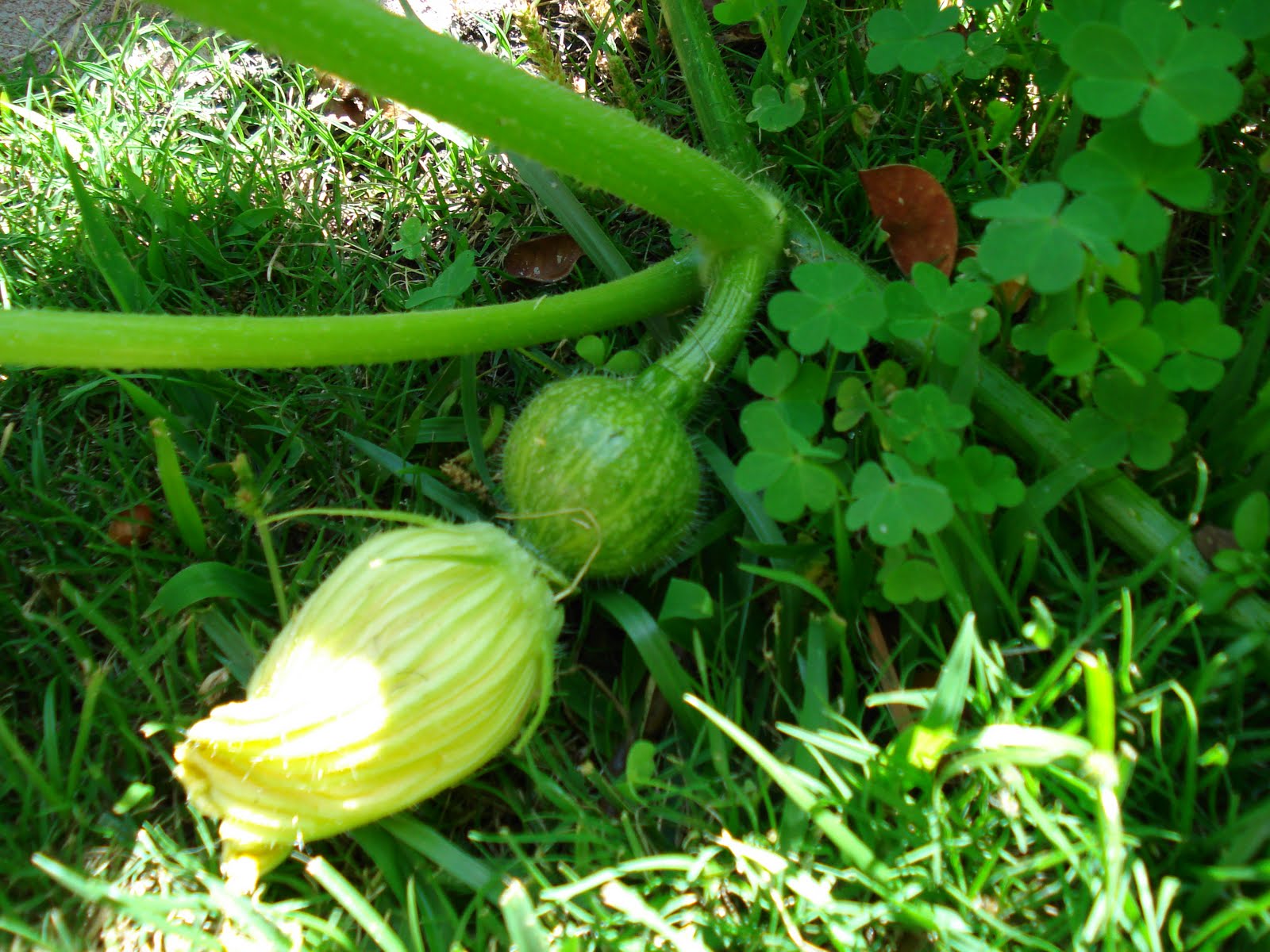 Once A Week Vegan Acorn Squash or Pod People?