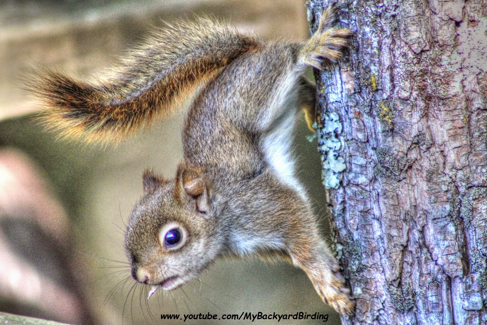 Backyard Birding....and Nature Cute Red Squirrel Kitten