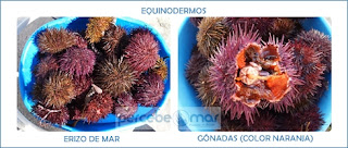 Molusco equinodermo Molusco equinodermo