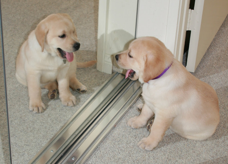 Mirror Labrador Cooper