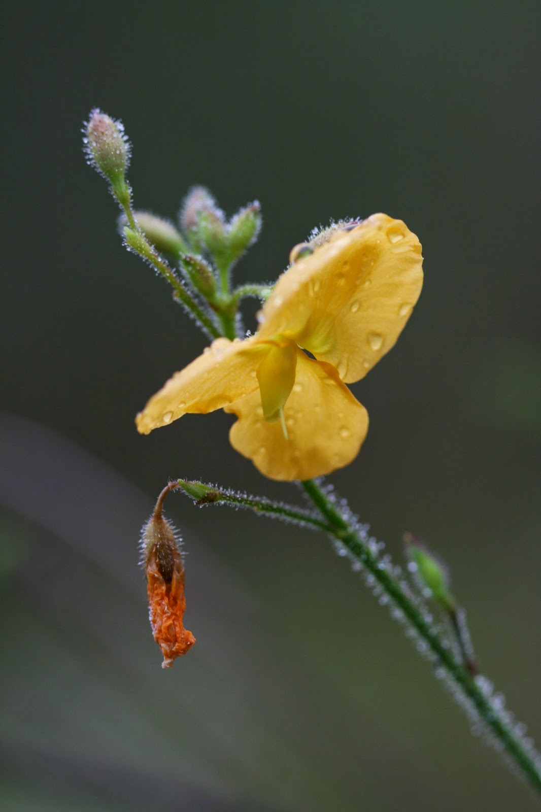 Native Florida Wildflowers Alicia Chapmannia floridana
