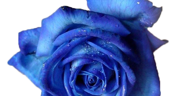 Photo Editing Material : Rose Effects (Photo Editing Material )