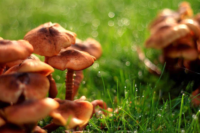 close up of mushrooms in the grass, raindrops