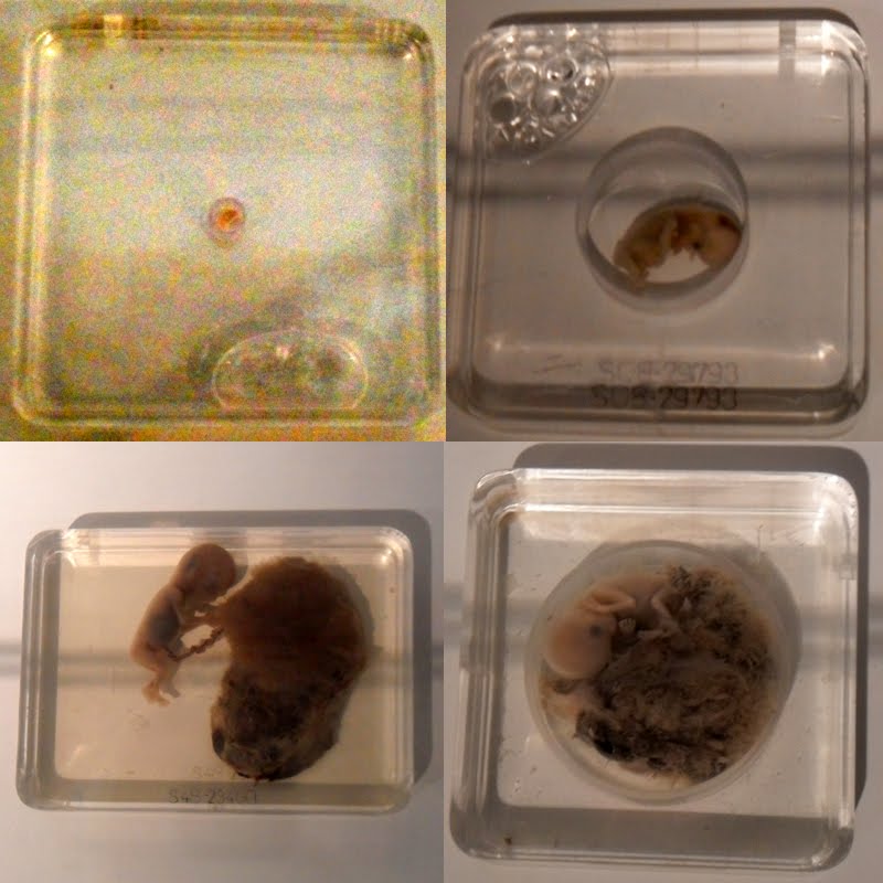 Deformutilation Wet Specimens