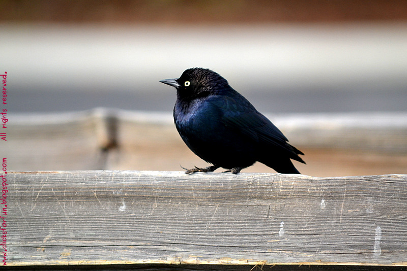 Fun Clicks One Little Blackbird Sitting on a Fence..