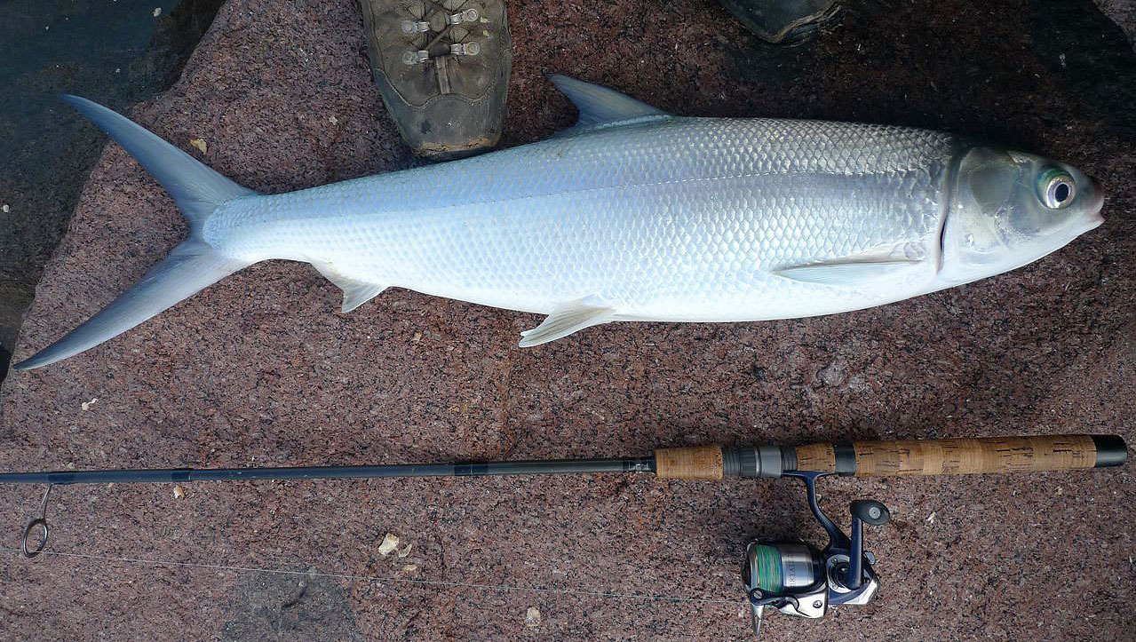 Mosquitoes, Sweat and Barra Boofs: Land Based Fishing in the Northern