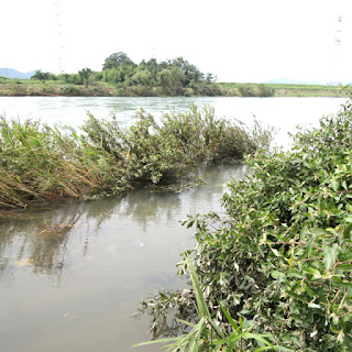 流木採集地、増水した長良川