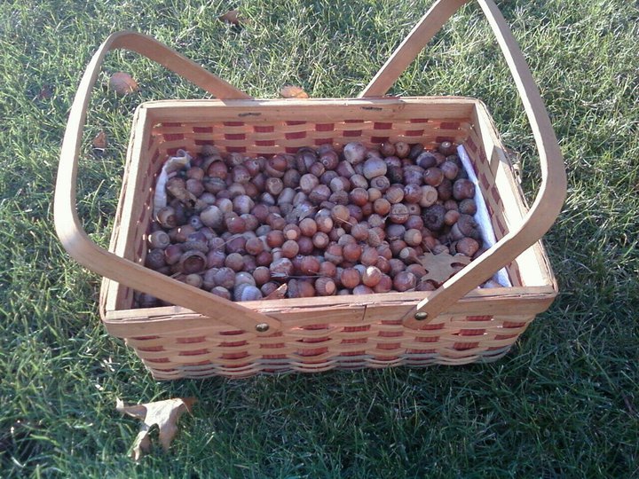 NOW what's she up to!? The magic elixir... Acorn Tannin Water!