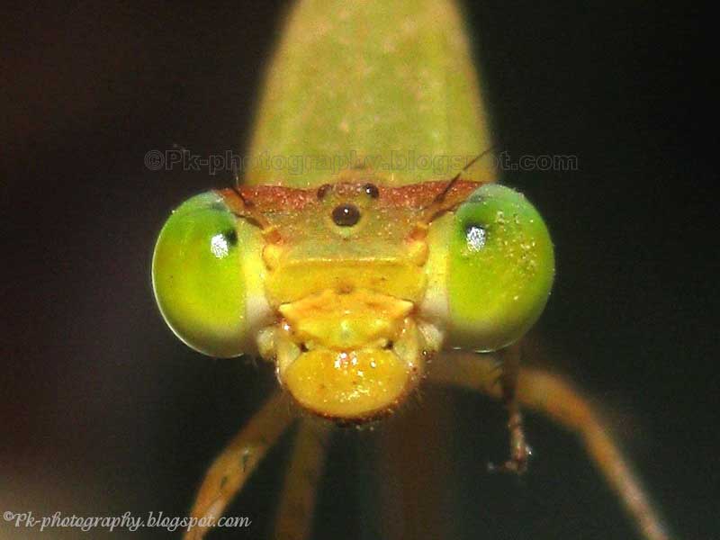 Bug Eyes Nature, Cultural, and Travel Photography Blog