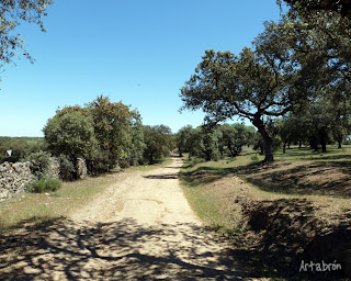 Camino por un tramo de dehesa