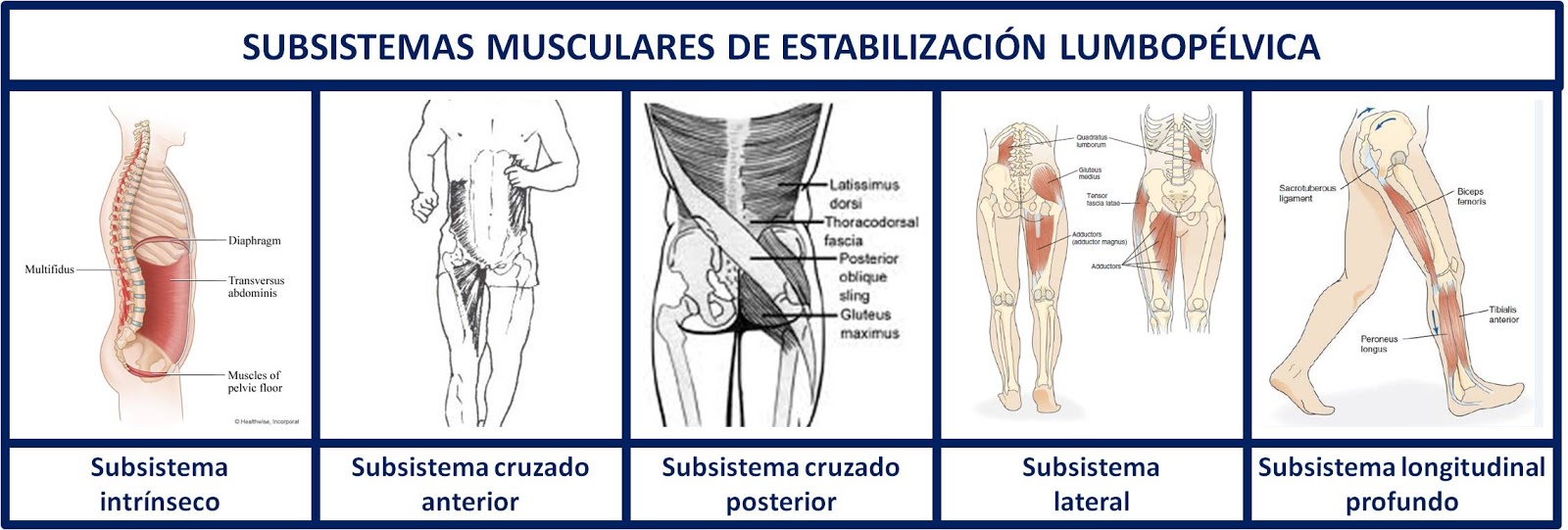 cadenas musculares rodilla valoraci 243 n del movimiento y prescripci 243 n de ejercicio los cadenas musculares rodilla valoraci 243 n del movimiento y prescripci 243 n de ejercicio los