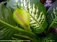 Dieffenbachia amoena (flor)
