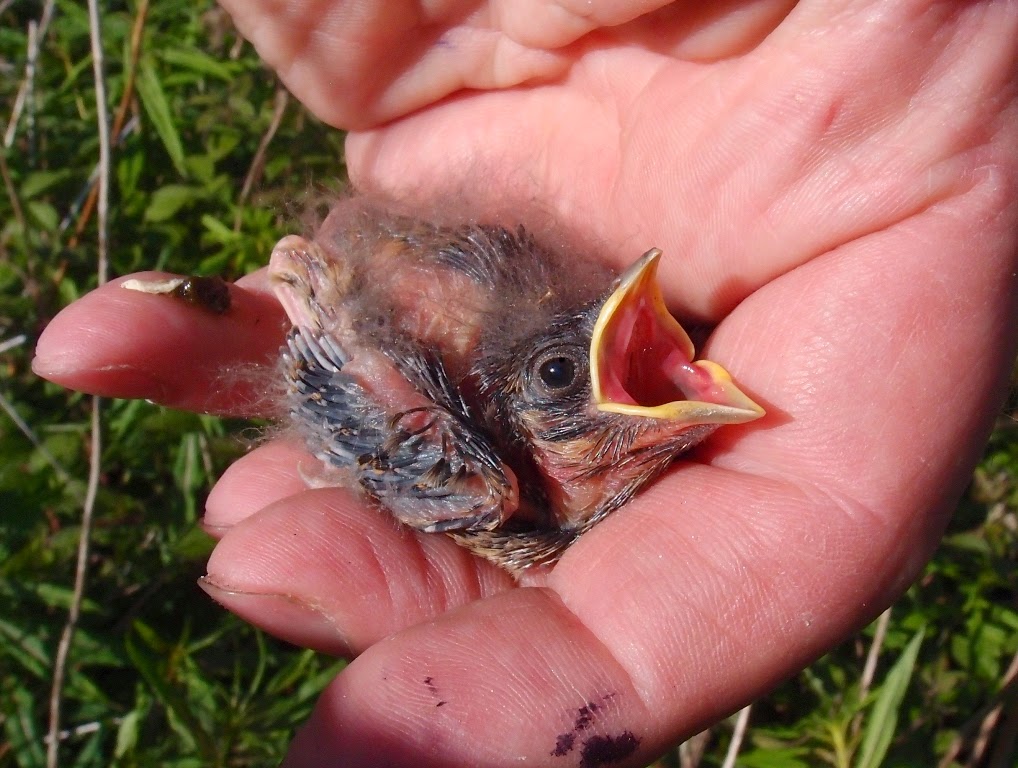 Yellowhammer nestling, © P J Alker