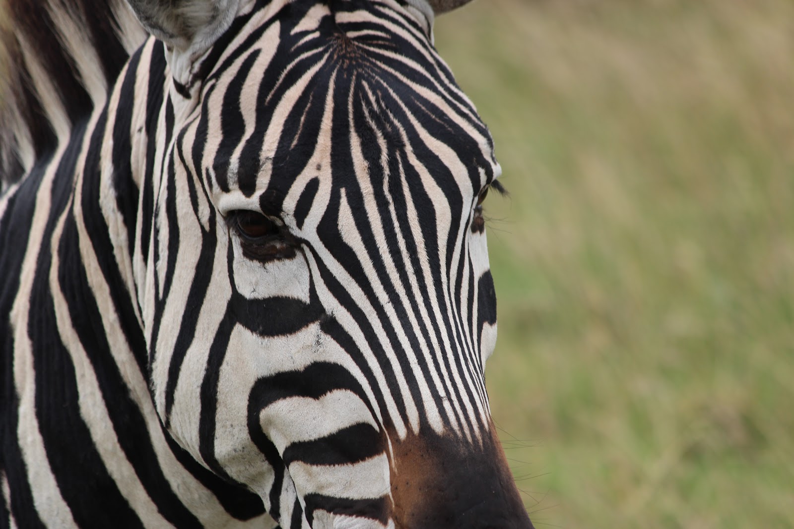 Tonymann Tours&Safaris Our favourite animal of this weekZEBRA