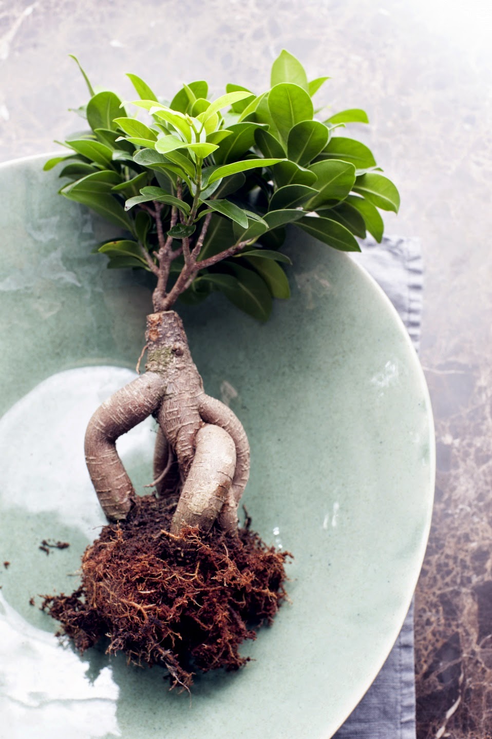 One Flew Over Houseplant Of The Month July One Flew Over Houseplant Of The Month July
