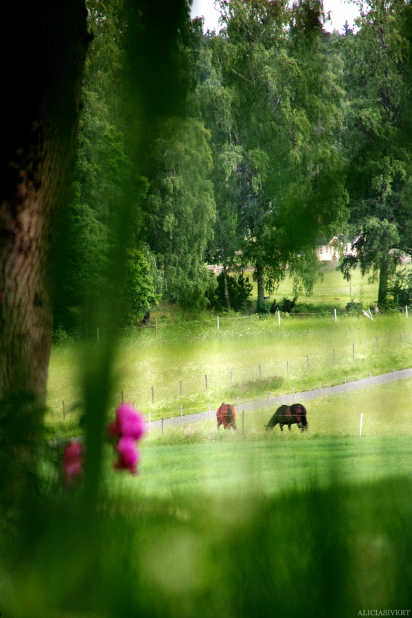 aliciasivert, alicia sivert, alicia sivertsson, midsommar, midsummer, häst, horse, pony, ponies, horses, hästar, ponnyer