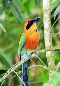 Rufous Motmot