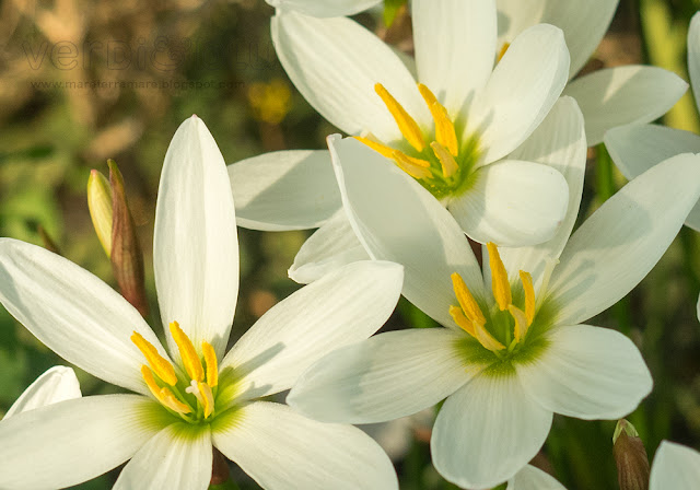 Zephyranthes candida Zephyranthes candida