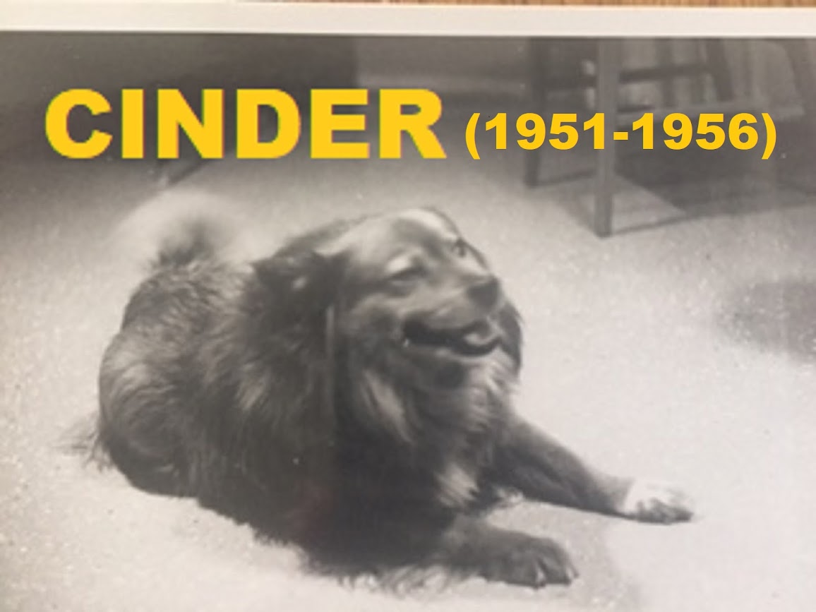 CINDER - MY FIRST GIRL FRIEND WAS A DOG - (1951 - 1956).
