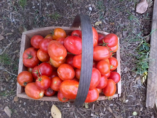  plum tomatoes