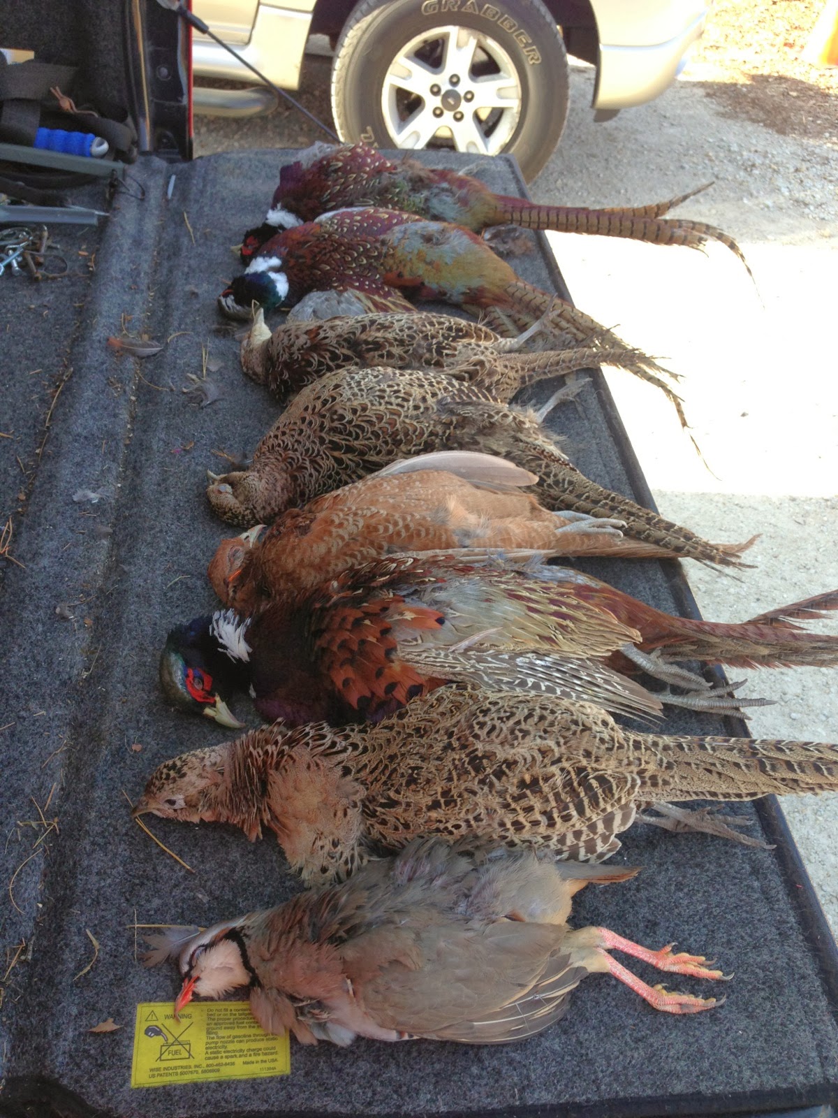 First Chukar