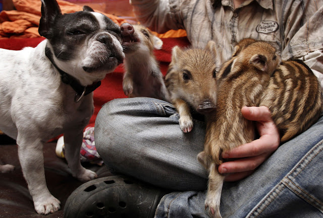 bulldog adopts six piglets, bulldog and piglets, wild boar piglets, french bulldog, cute adopted animals