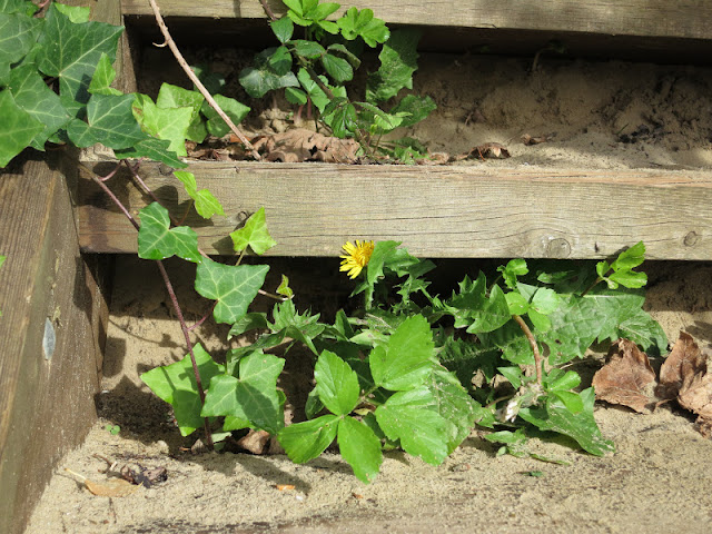 Wooden steps with sand, ivy, alexanders and yellow flower