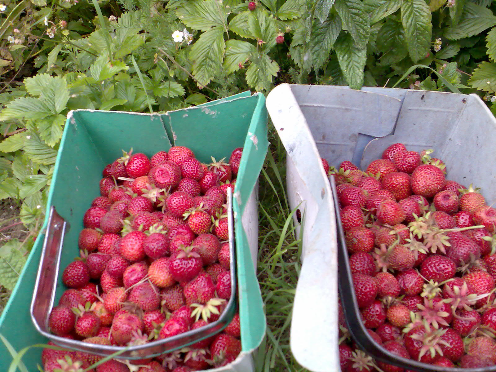 Ben's Adventures in Wine Making Strawberry Wine 2015 The Making Of