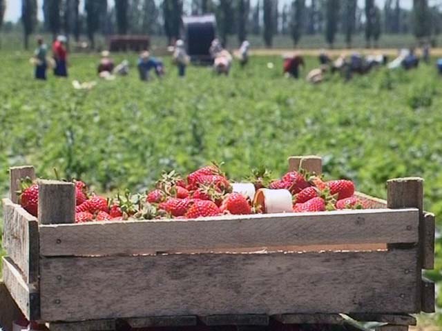 Чем по весне подкормить смородину Чем по весне подкормить смородину
