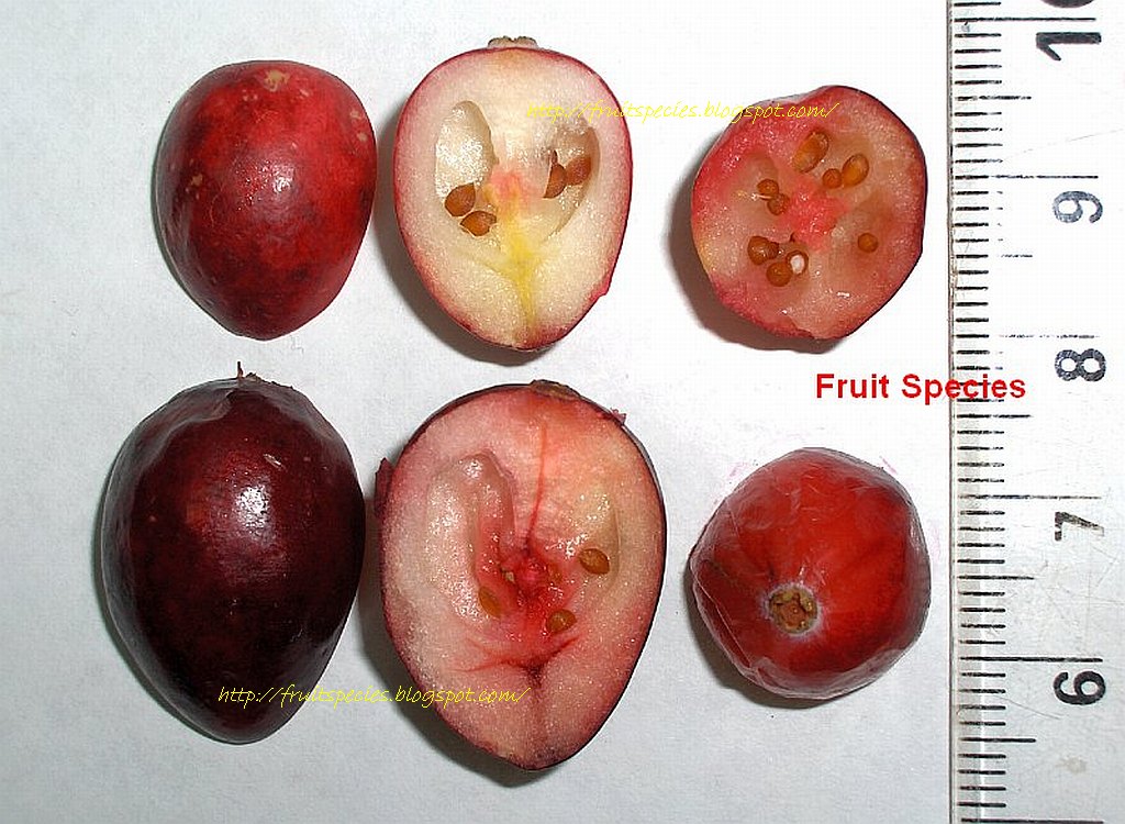 Fruit Species CRANBERRY