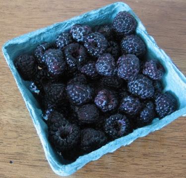 Black raspberries