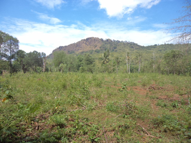 KAPLING BENTENG GAJAH