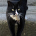 Stop Estimating Wildlife Killed by Cats!