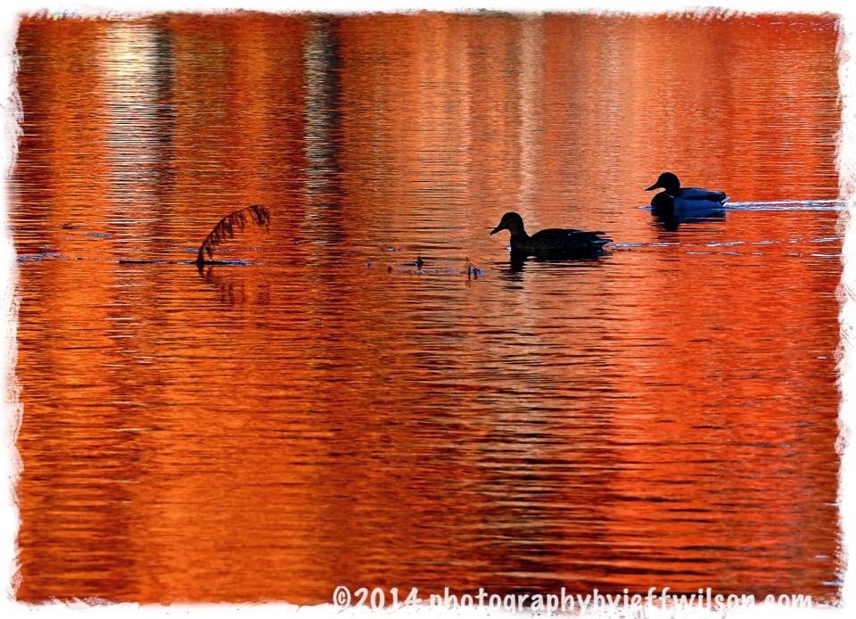 Ducks on Lake