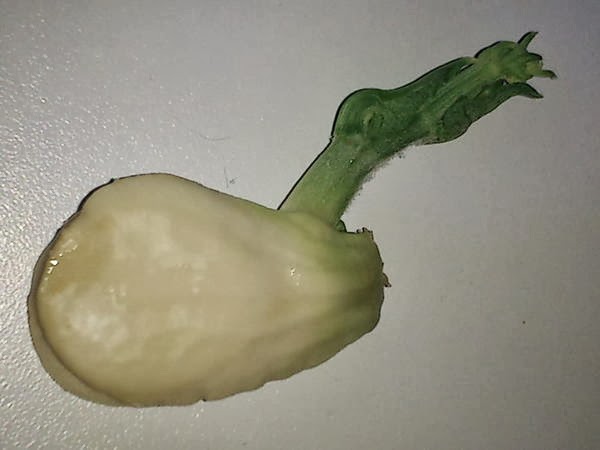 Sechium edule Jungle Tuin