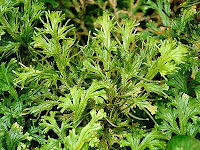 Cakar Ayam (Selaginella doederleinii Hieron.) Cakar Ayam (Selaginella doederleinii Hieron.)