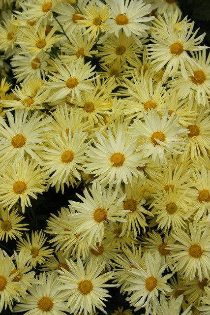 Growing with plants: Four Chrysanthemum Facts You Need to Know